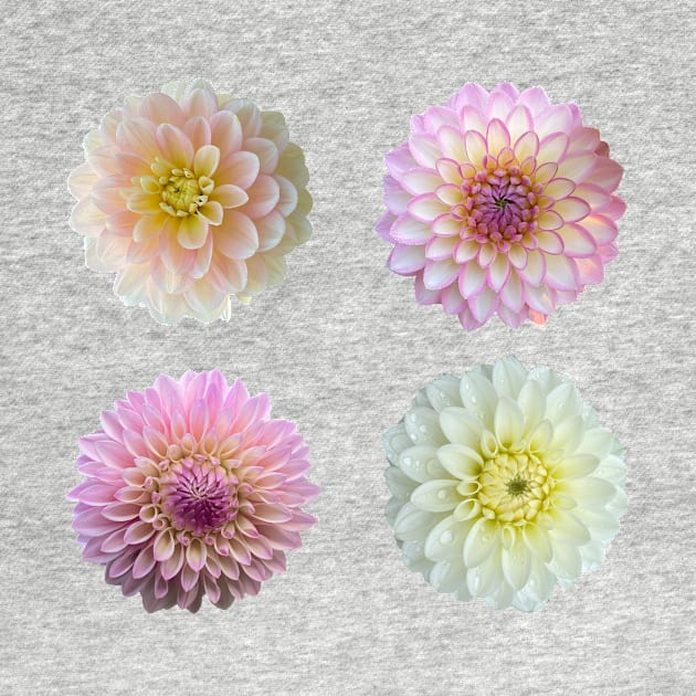 Dahlia Garden Party on Pink by DandelionDays